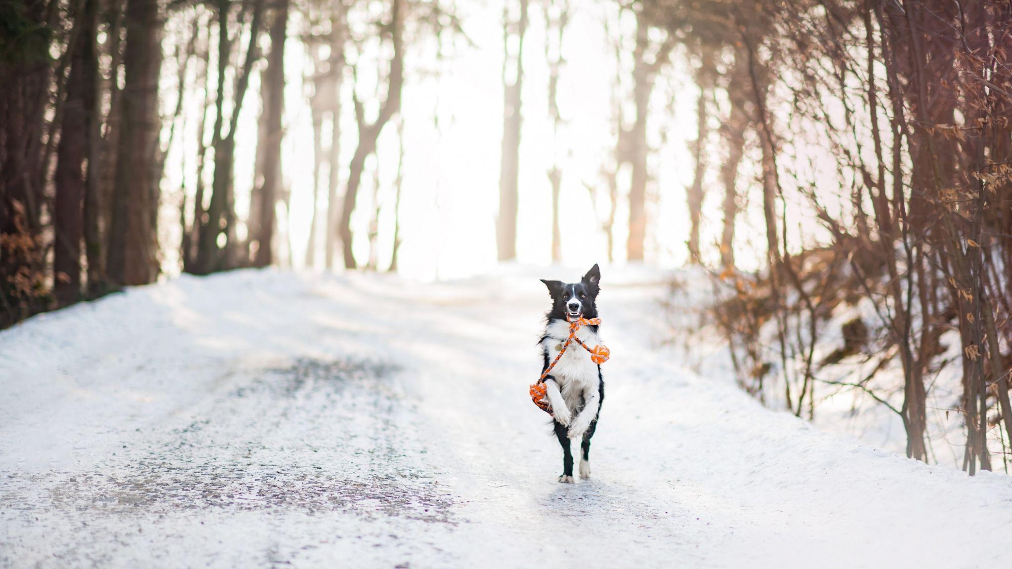 2048x1152 Download dog, cute animals, winter, snow, trees, 4k Ultra