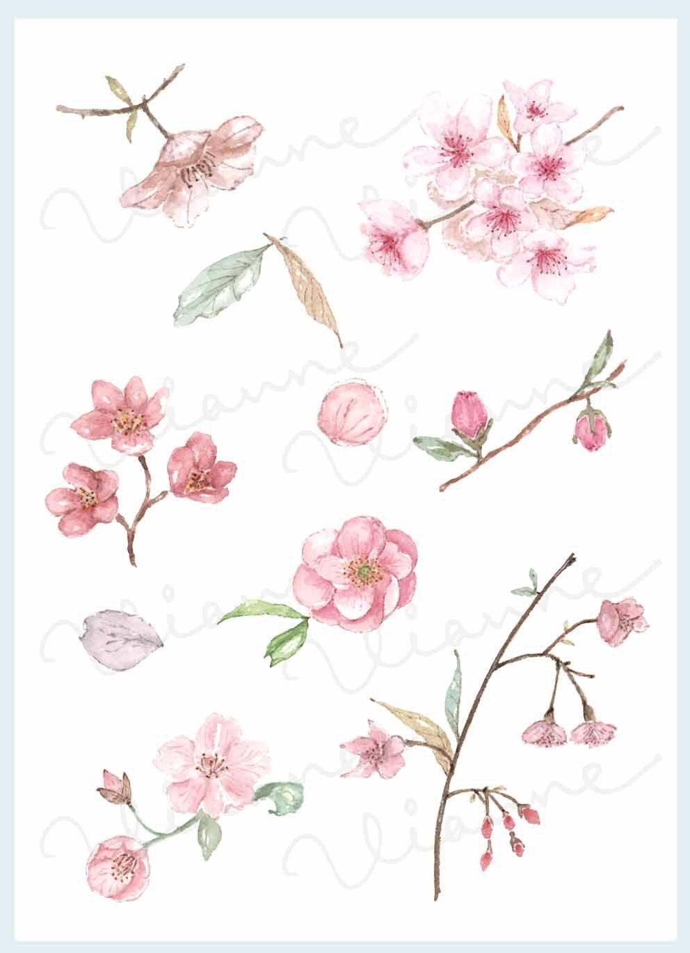 992x1370 CLIP ART Watercolor Vintage Cherry Blossom Set. 10