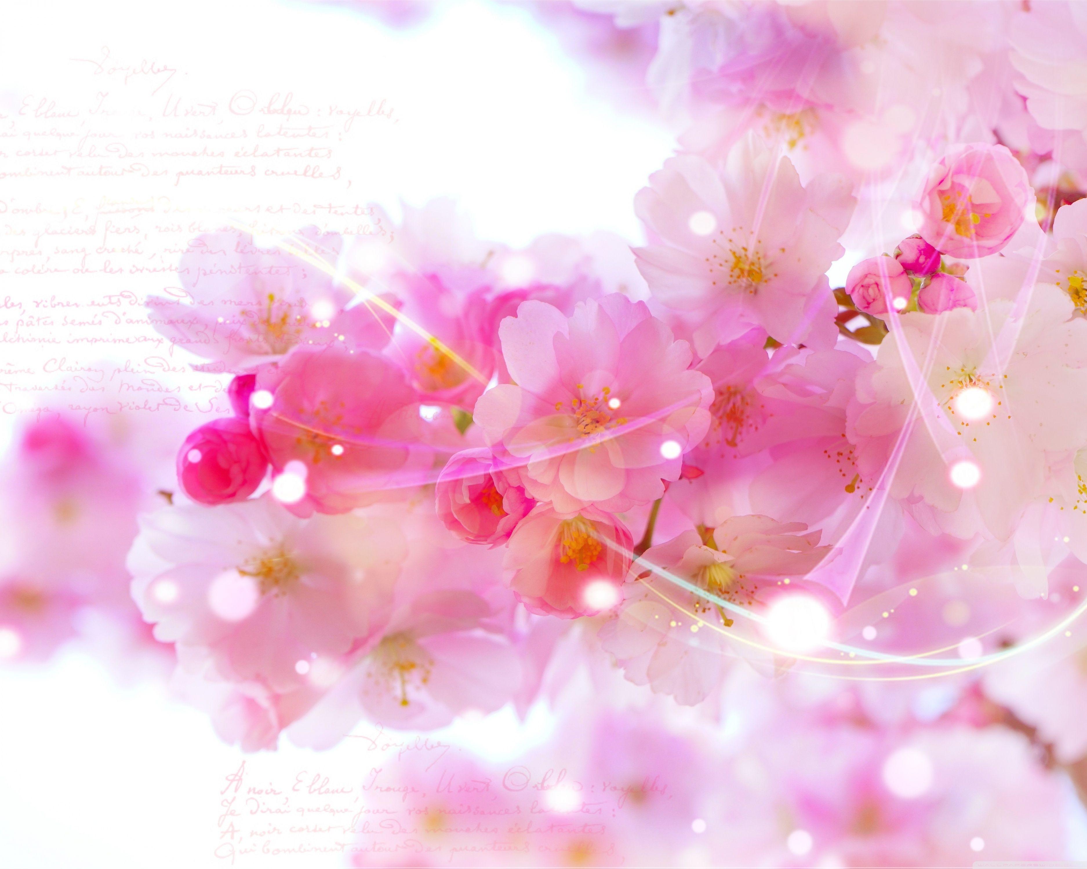 Watercolor Cherry Blossom Wallpapers - Top Free Watercolor Cherry