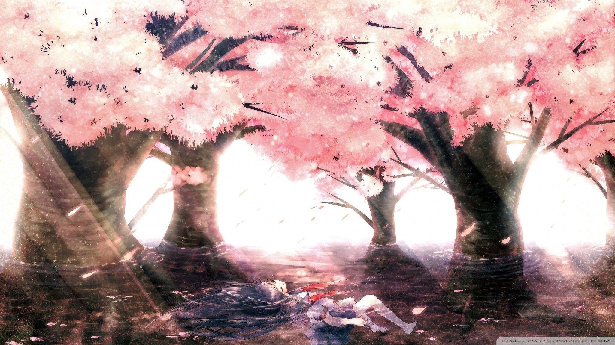 2048x1152 Anime Cherry Blossom Wallpaper 11 HD Wallpaper Free
