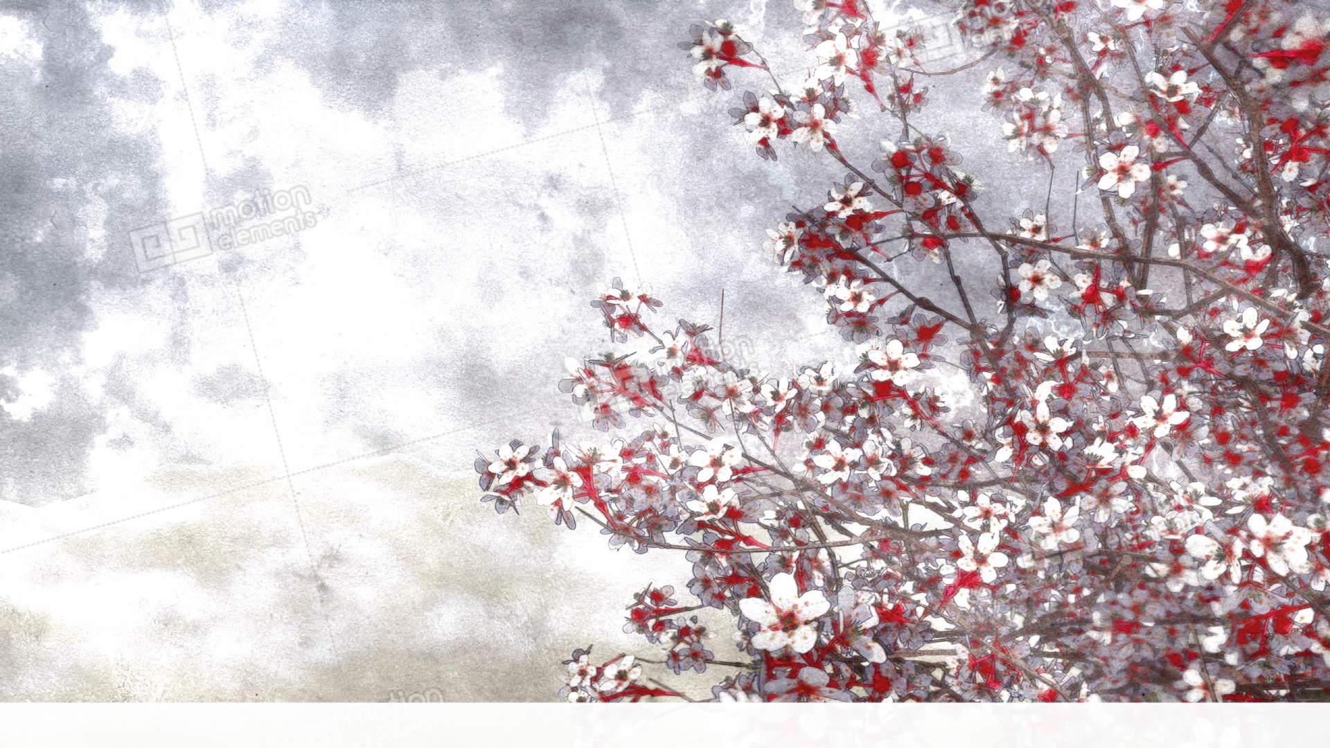 1920x1080 Sakura Cherry Blossom Watercolor Background Stock Animation