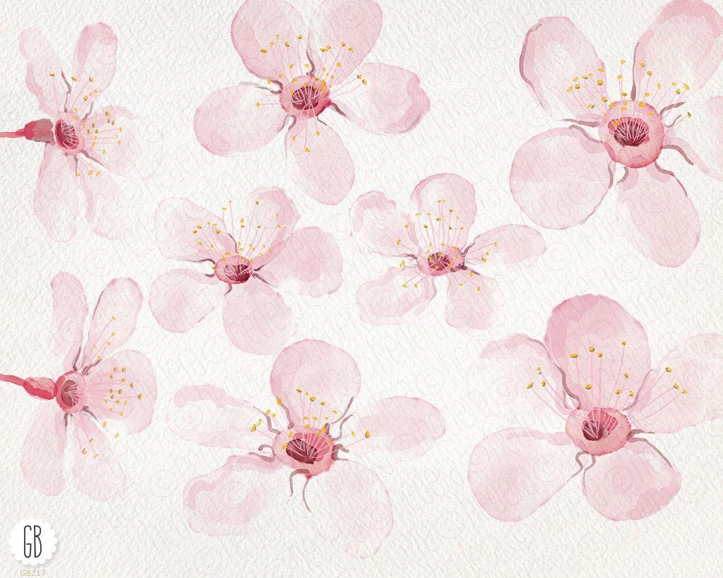 Watercolor Cherry Blossom Wallpapers - Top Free Watercolor Cherry 