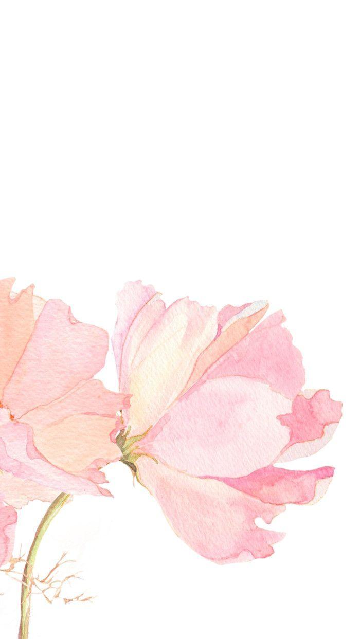 700x1243 Hoa màu hồng màu nước hoa hình nền điện thoại iphone