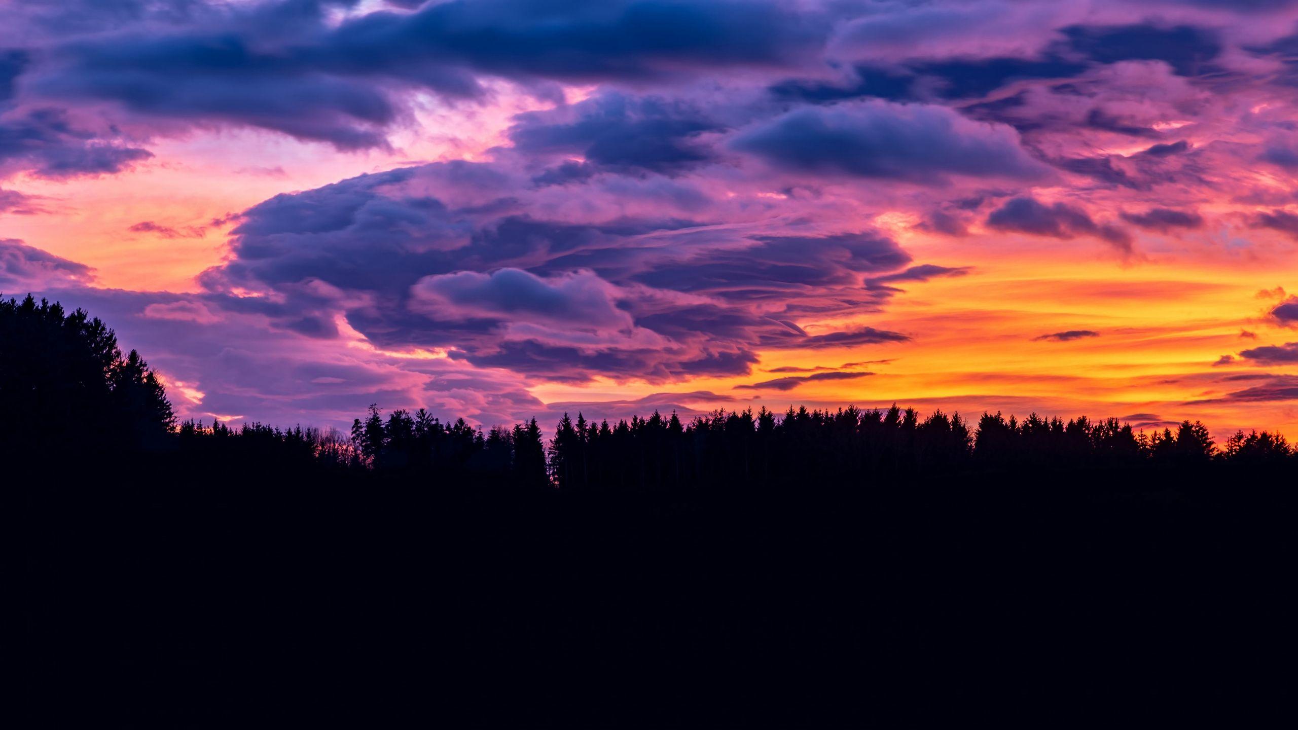 2560x1440 Download Sunset, cloudy sky, forest, silhouette, clouds wallpaper