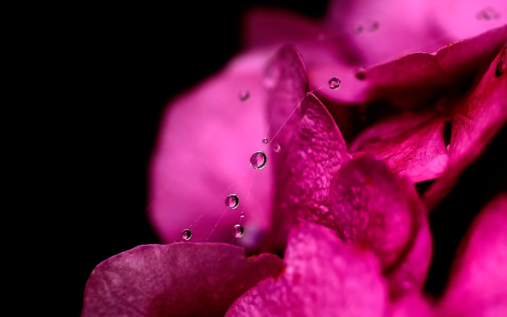 1920x1200 Cánh hoa tươi màu hồng Hình nền Hoa Hình nền thiên nhiên ở định dạng jpg để tải xuống miễn phí