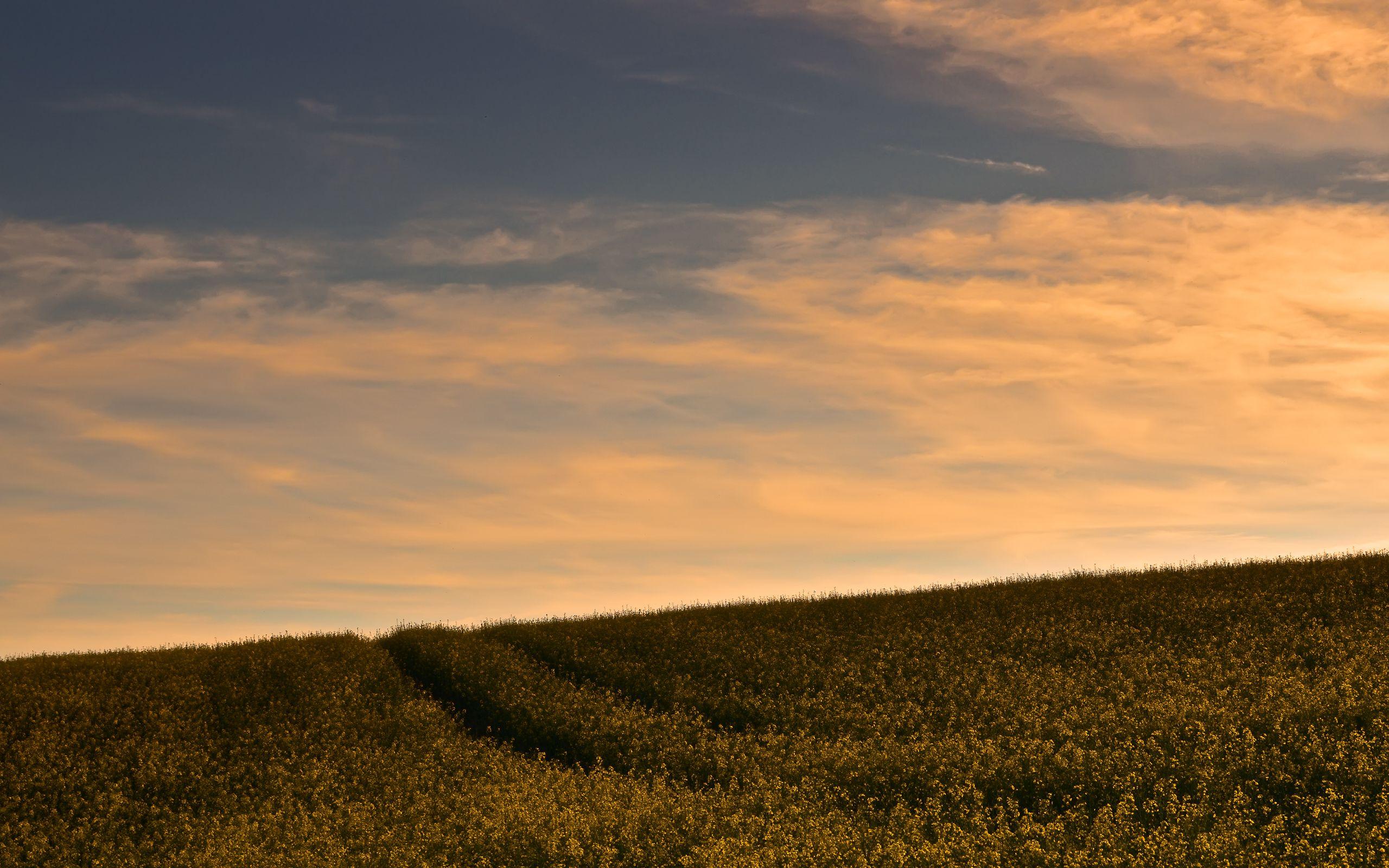 2560x1600 Rape Field & Orange Clouds wallpaper. Rape Field & Orange Clouds