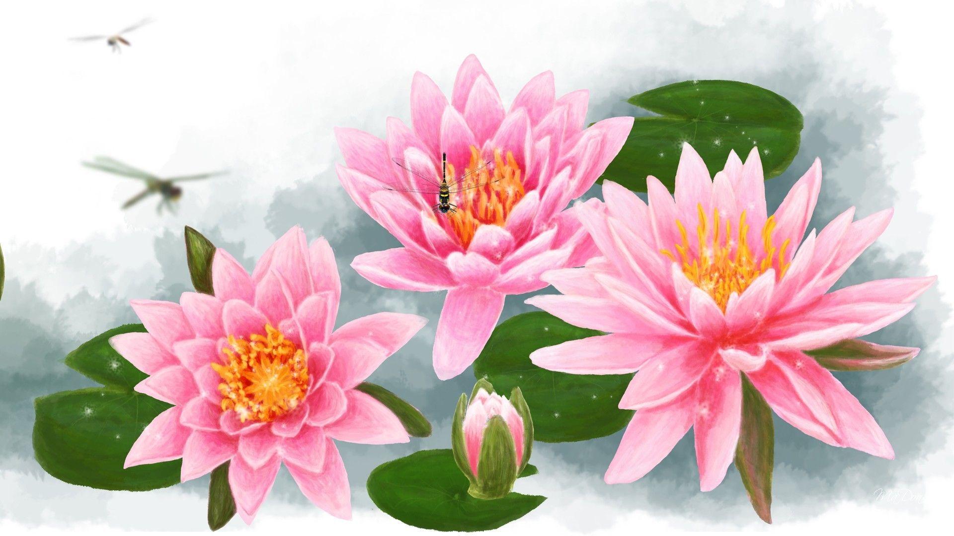 1920x1080 Flowers: Water Lilies Pink Flowers Lily Buds Summer Lotus Spring