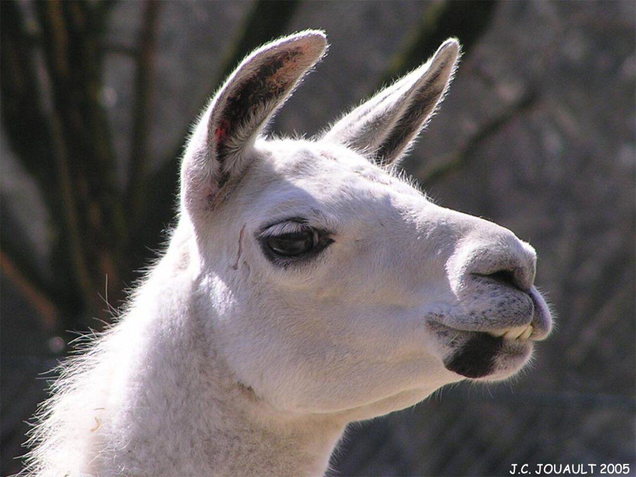 1280x960 Llama wallpaper! and Llamas Wallpaper