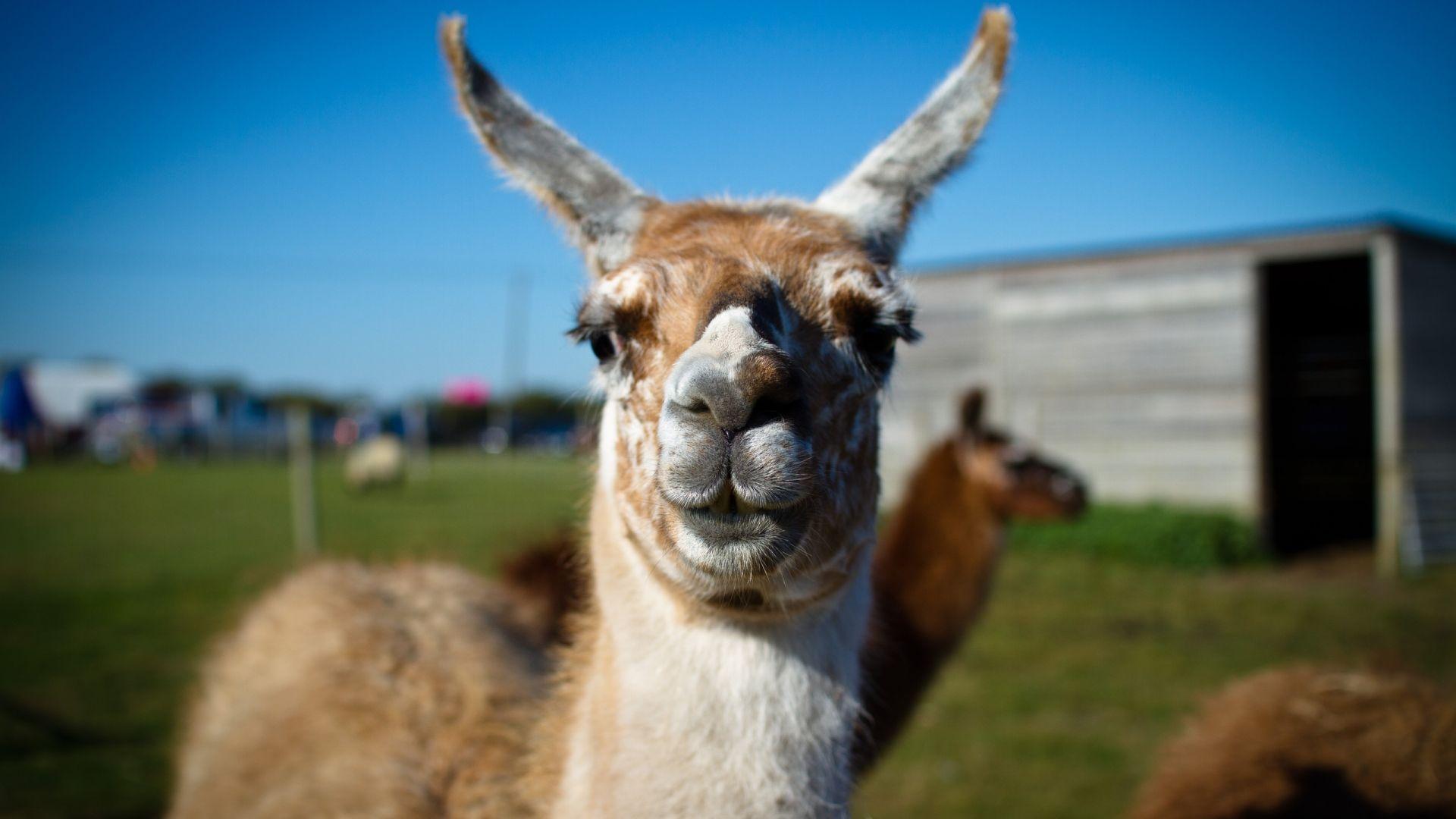 1920x1080 Free download Alpaca Vs Llama Vs Camel wallpaper [2560x1600]