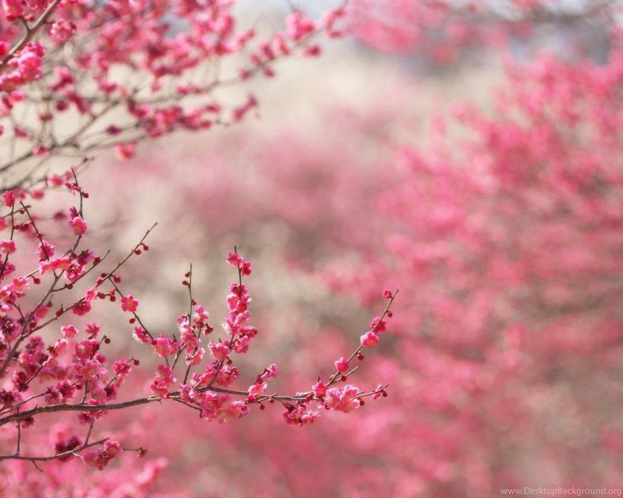 1280x1024 Spring In Pink Desktop PC And Mac Wallpaper Desktop