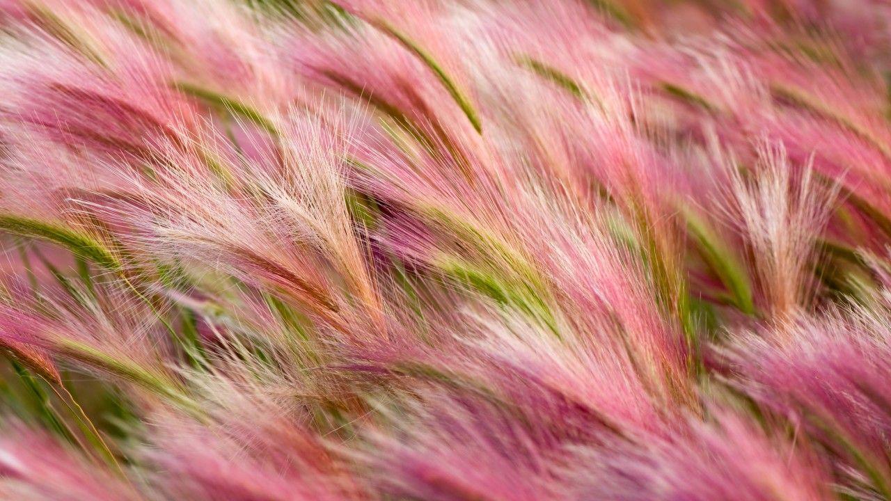 1280x720 Wallpaper ears, 5k, 4k wallpaper, 8k, wind, pink, wheat, OSX, OS