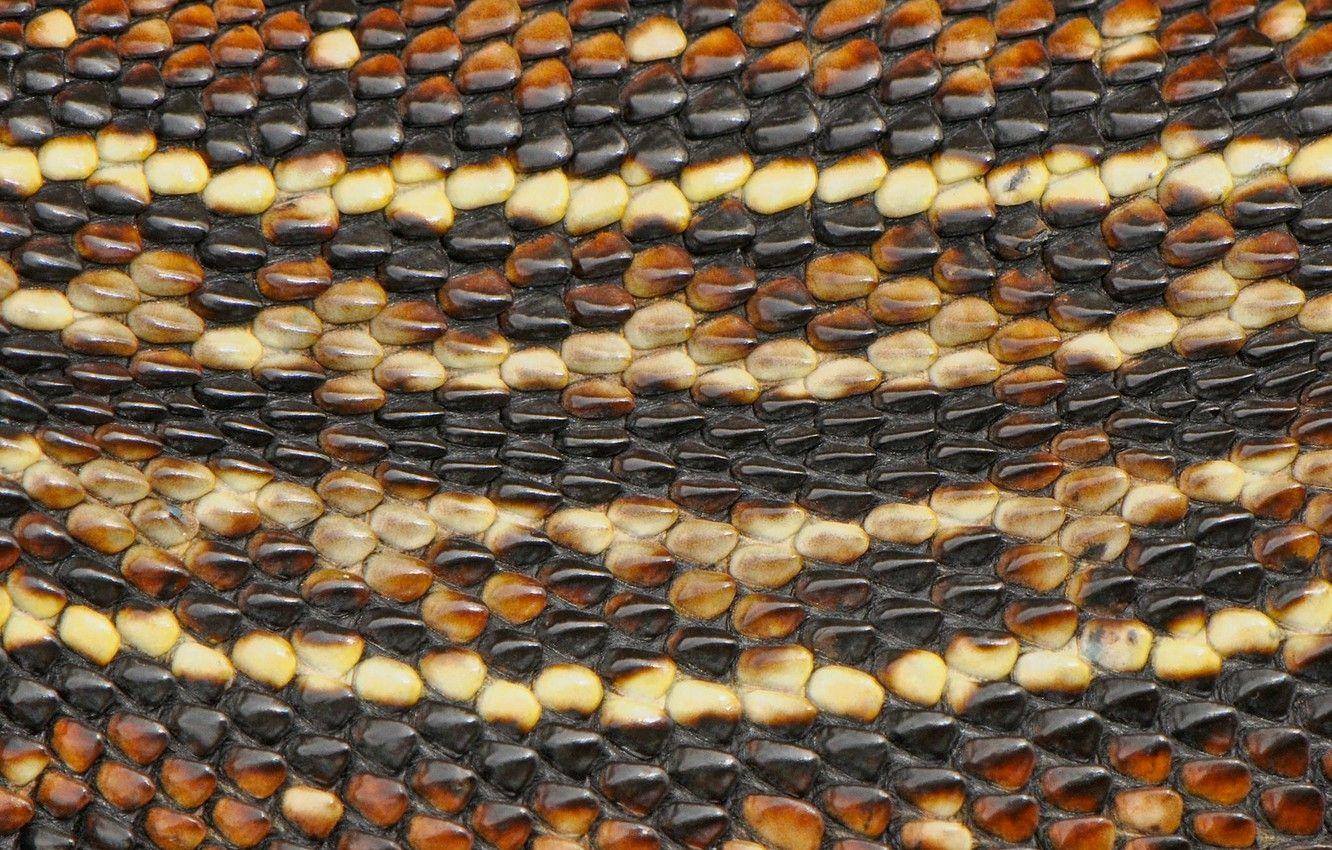 1332x850 Wallpaper macro, snake, leather, snakeskin image for desktop, section текстуры