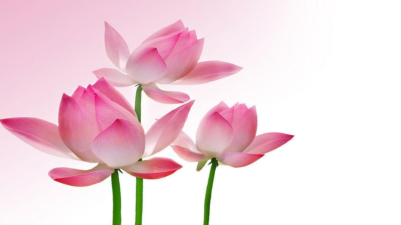1366x768 Angled Pink Lotus Wallpaper The Pond Blog 1366×768 Lotus Wallpaper