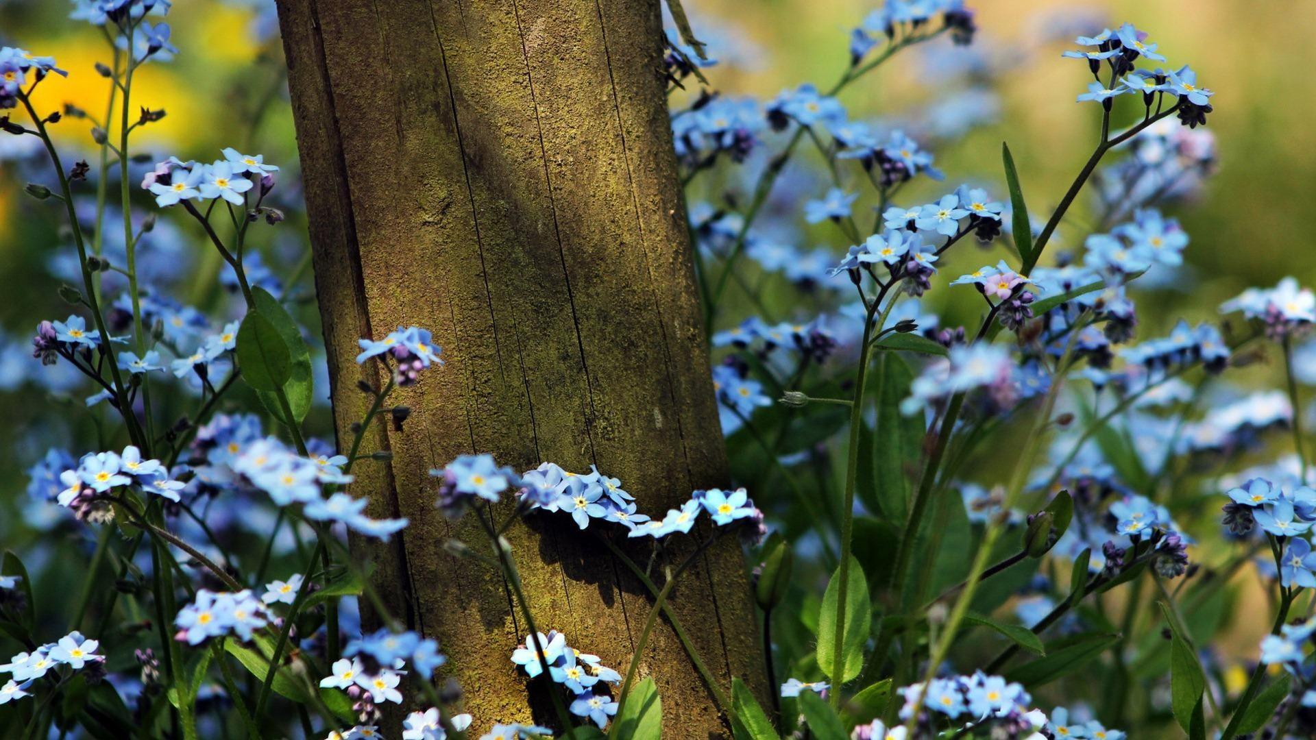 1920x1080 Forget Me Not Flower Wallpaper Image Photo Picture Background