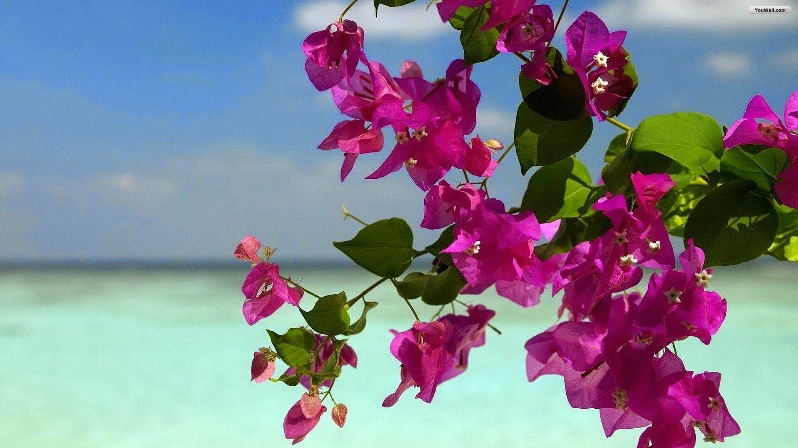 1600x900 Summer Flower Computer Wallpaper