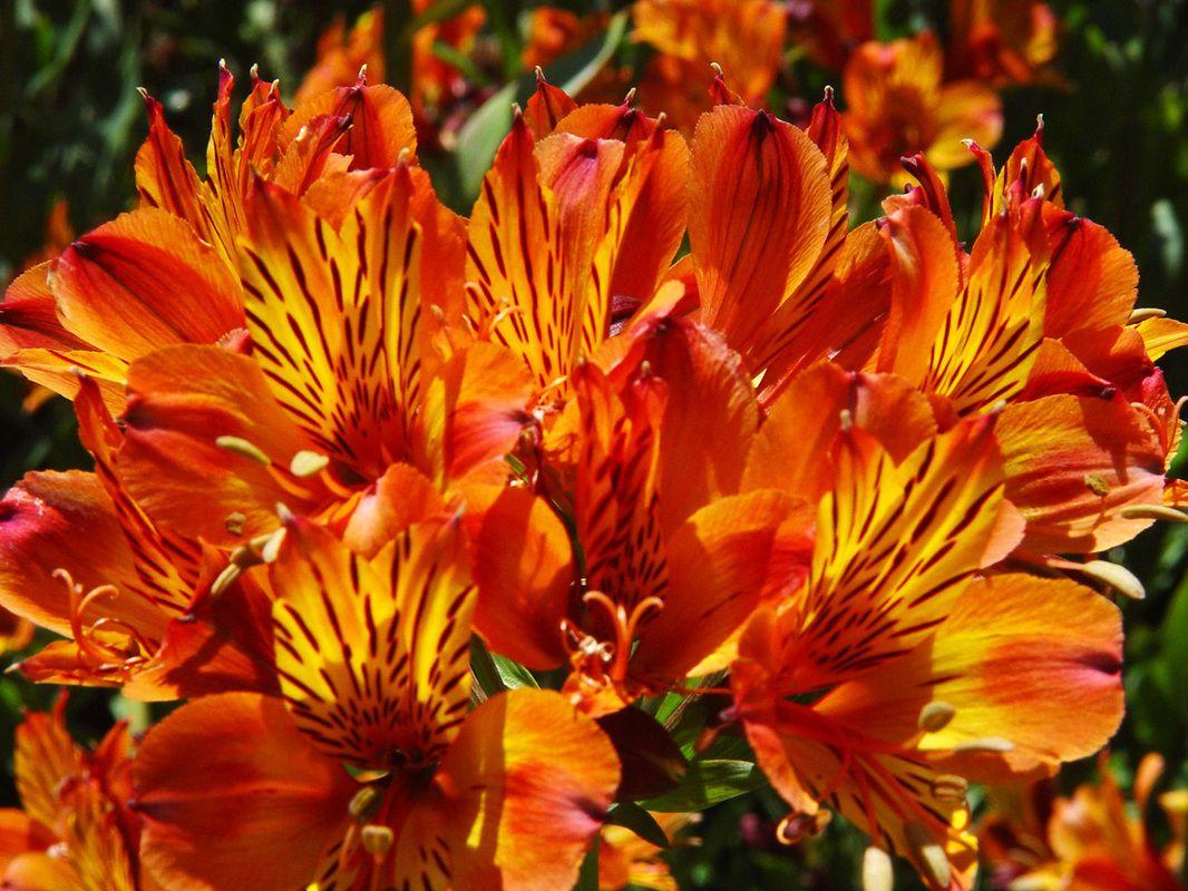 Flower Computer Wallpapers - Top Free Flower Computer Backgrounds ...