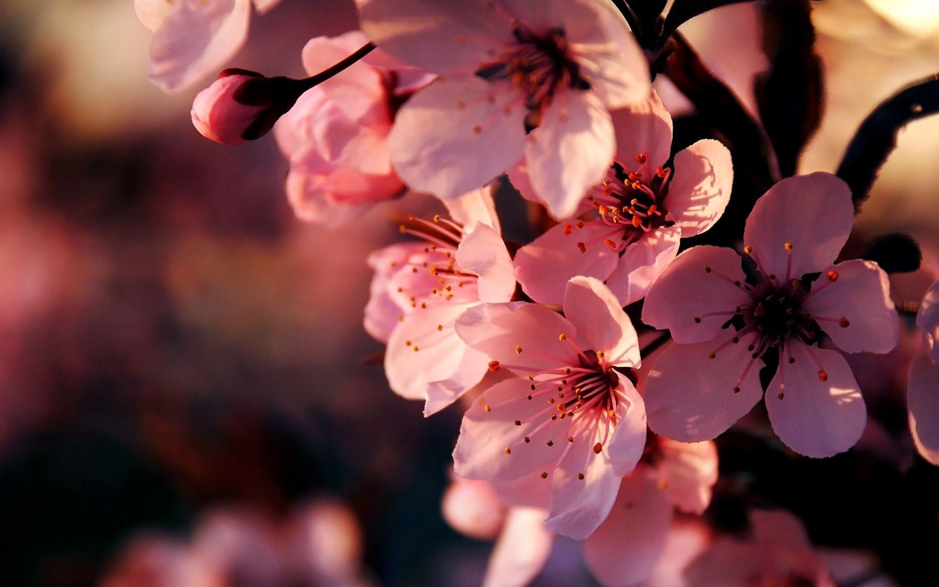 1920x1200 High Definition Photo, Flower Computer