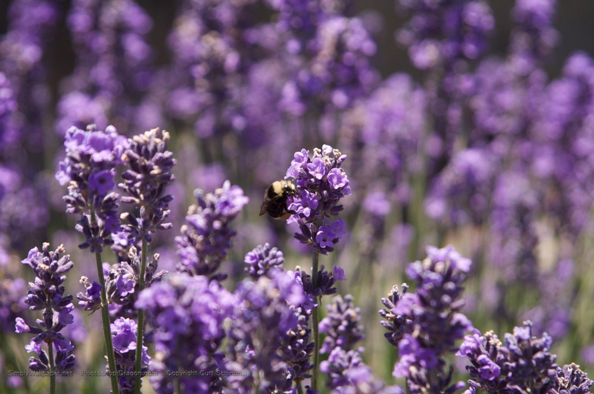 1920x1273 Purple Flowers Wallpaper