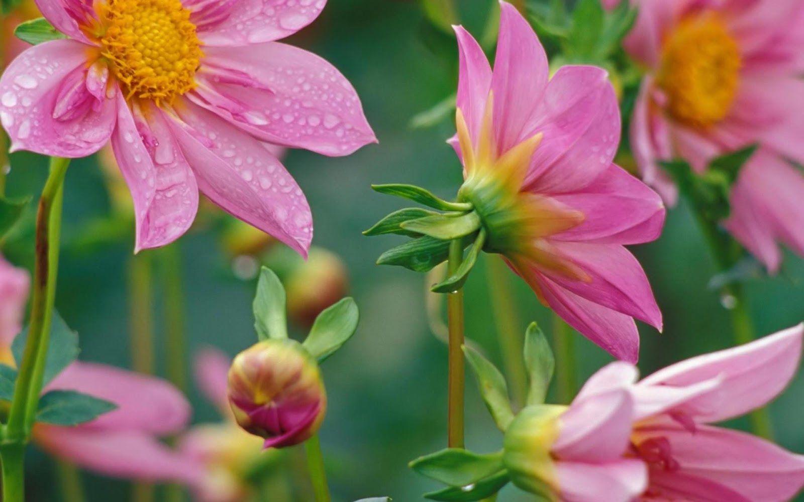 1600x1000 Free download flowers for flower lovers Desktop Beautiful Flowers