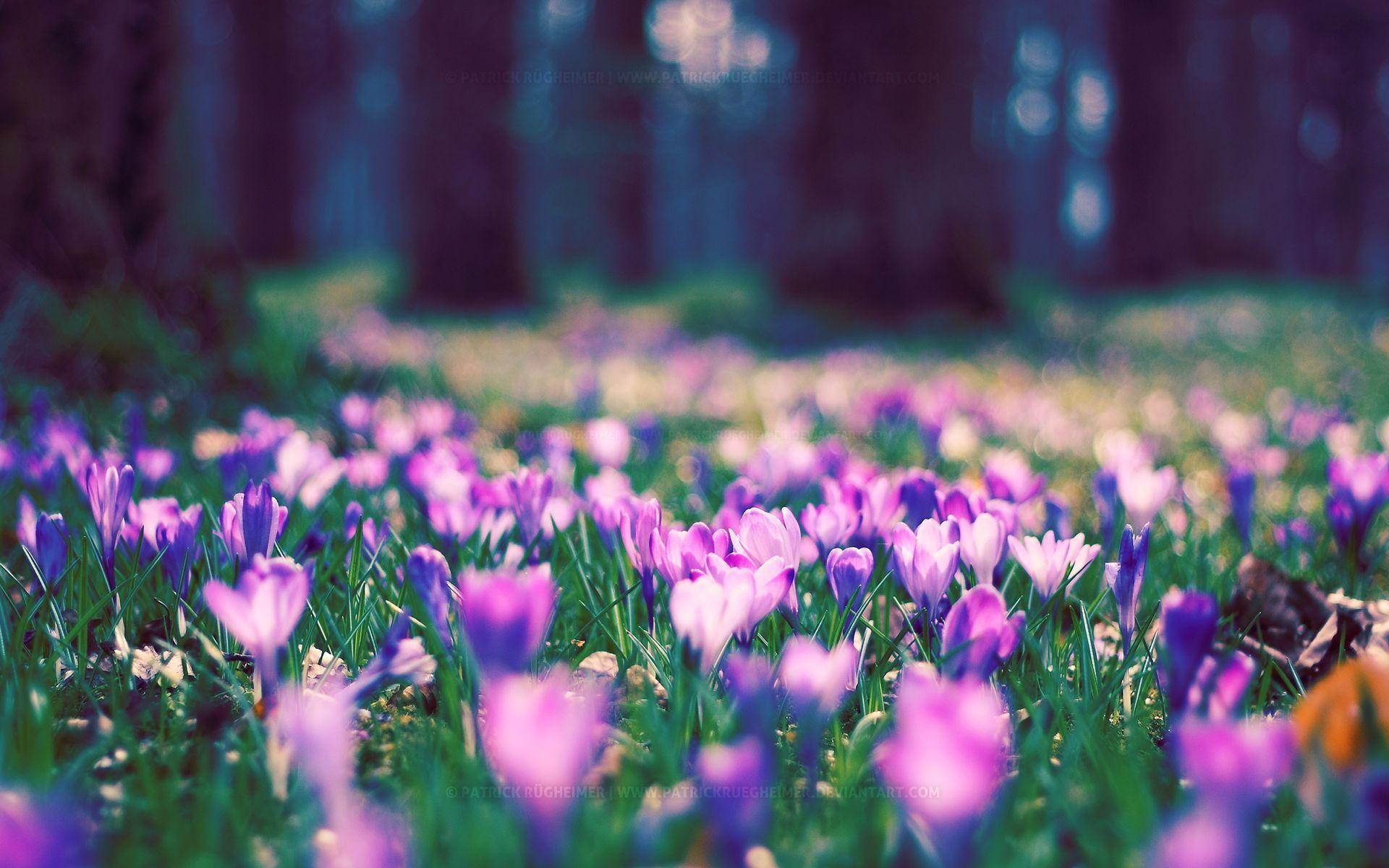 1920x1200 Spring Flowers Computer Wallpaper 7518 Wallpaper Site