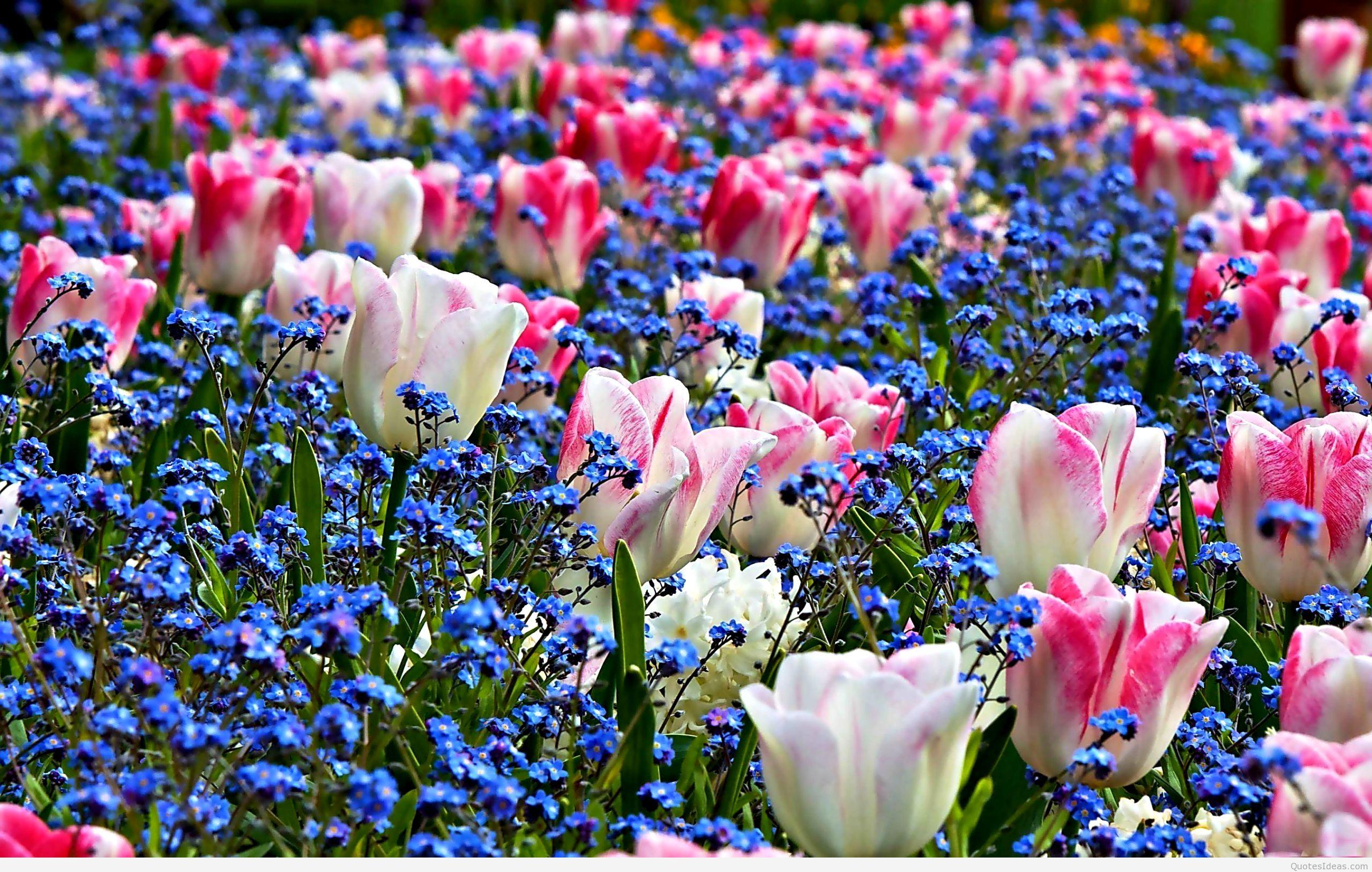 2560x1627 im.395: Flower Picture For Computer Wallpaper 2560x1627