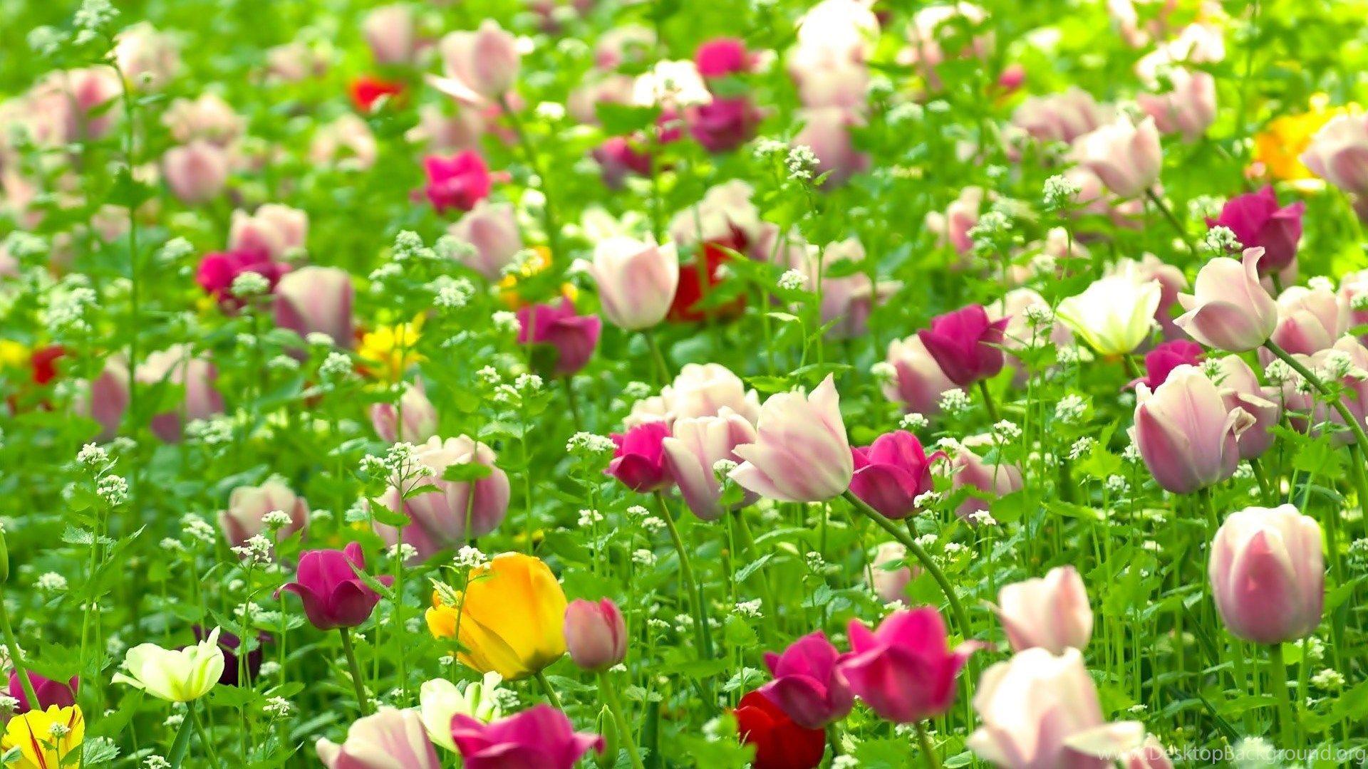 1920x1080 Flower Computer Wallpaper, Desktop Background Desktop Background