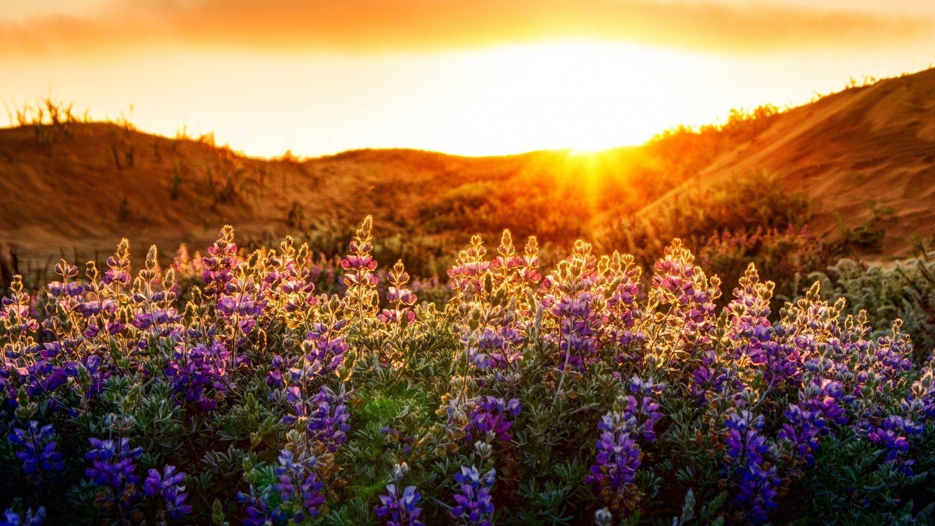 1920x1080 Wild Flower Computer Background