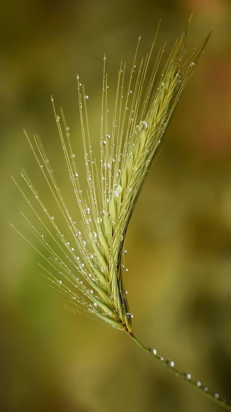 750x1334 Macro Photo for Apple iPhone Home Screen