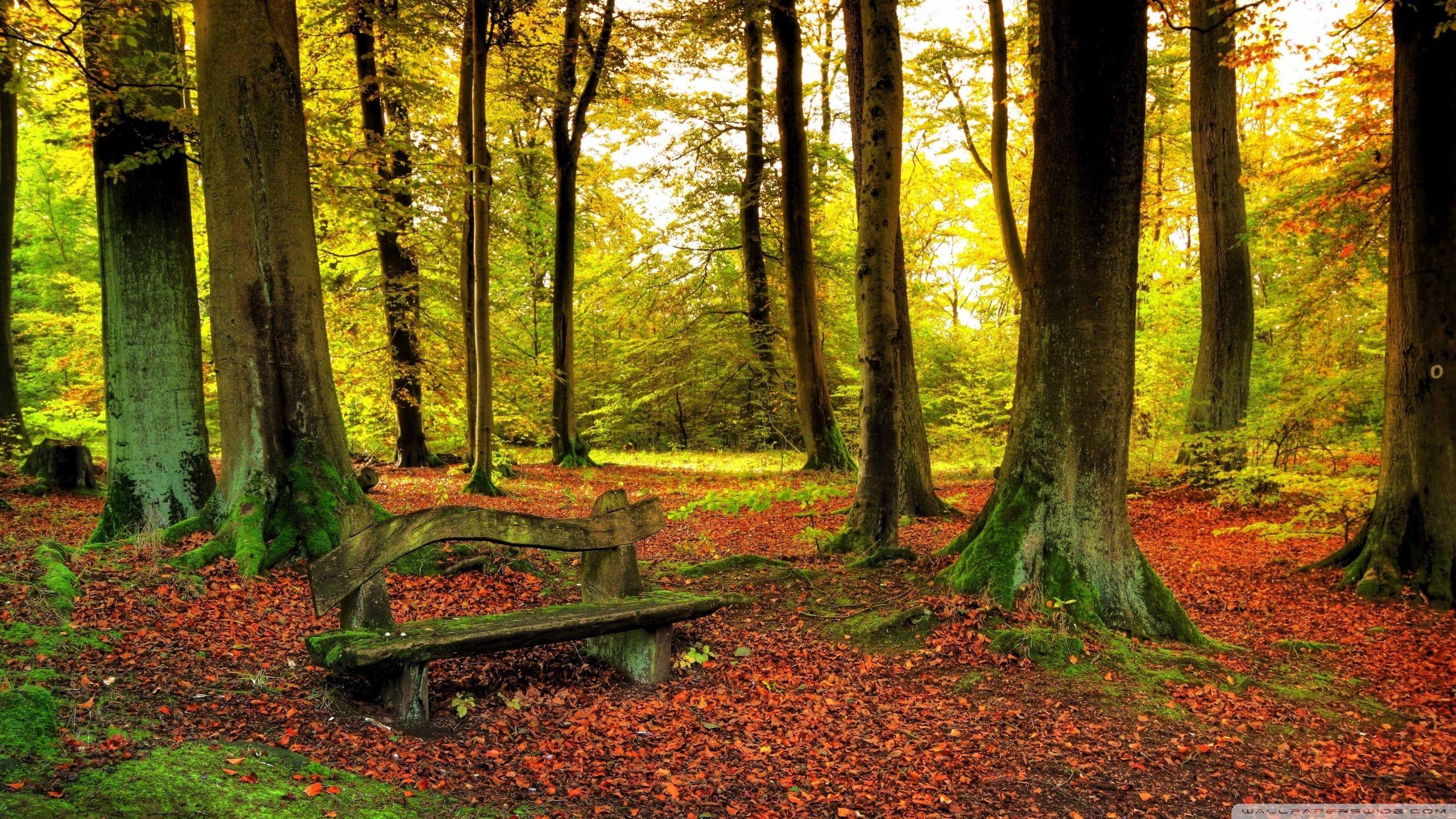 2560x1440 Free download Beautiful Forest Wallpaper HD 2 [2560x1440]