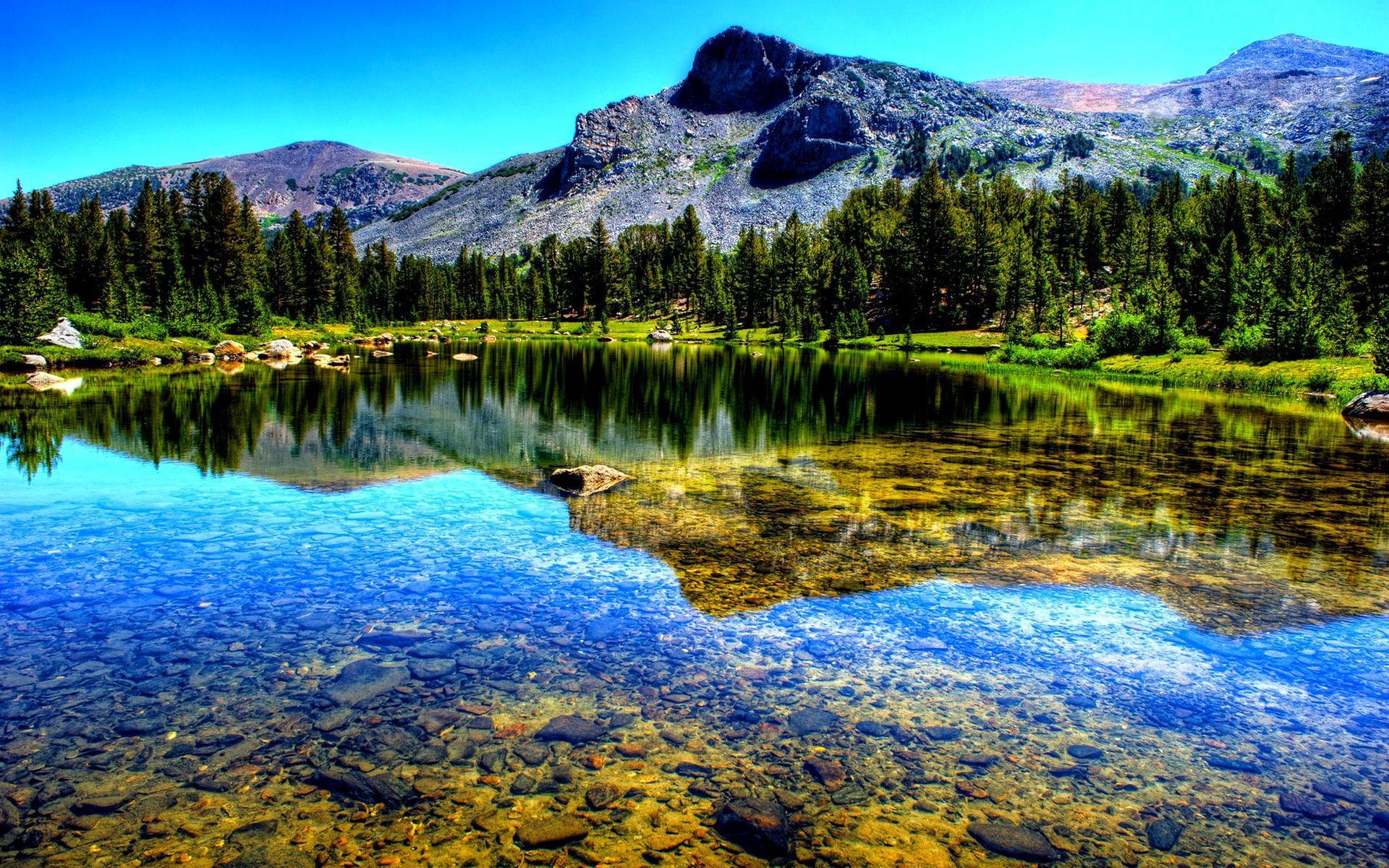 1920x1200 Beautiful Forest Desktop Background Wallpaper