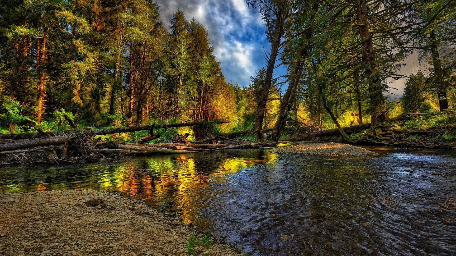1920x1080 Beautiful HDR Forest Wallpaper
