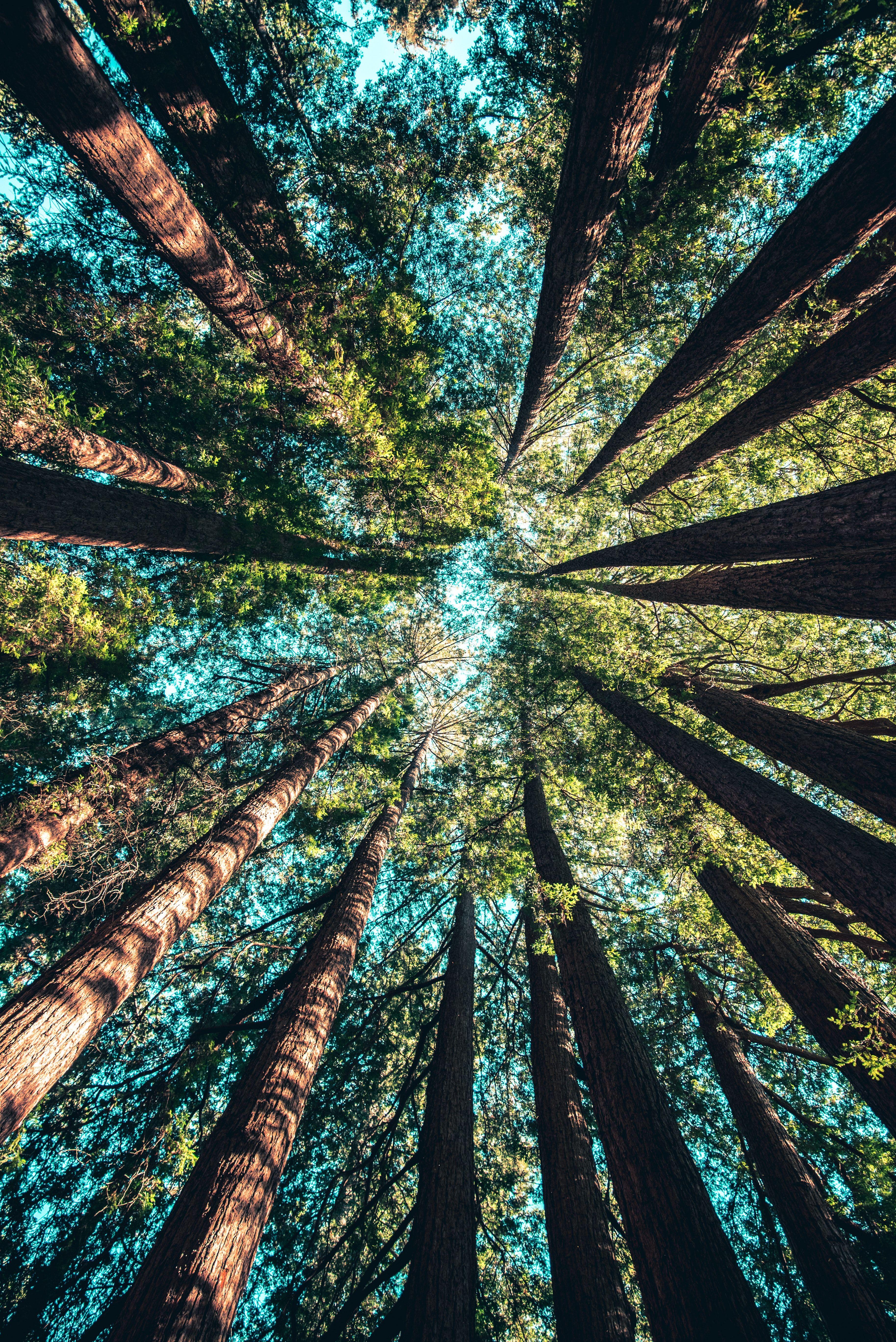 3654x5473 Forest Wallpaper: Free HD Download [HQ]