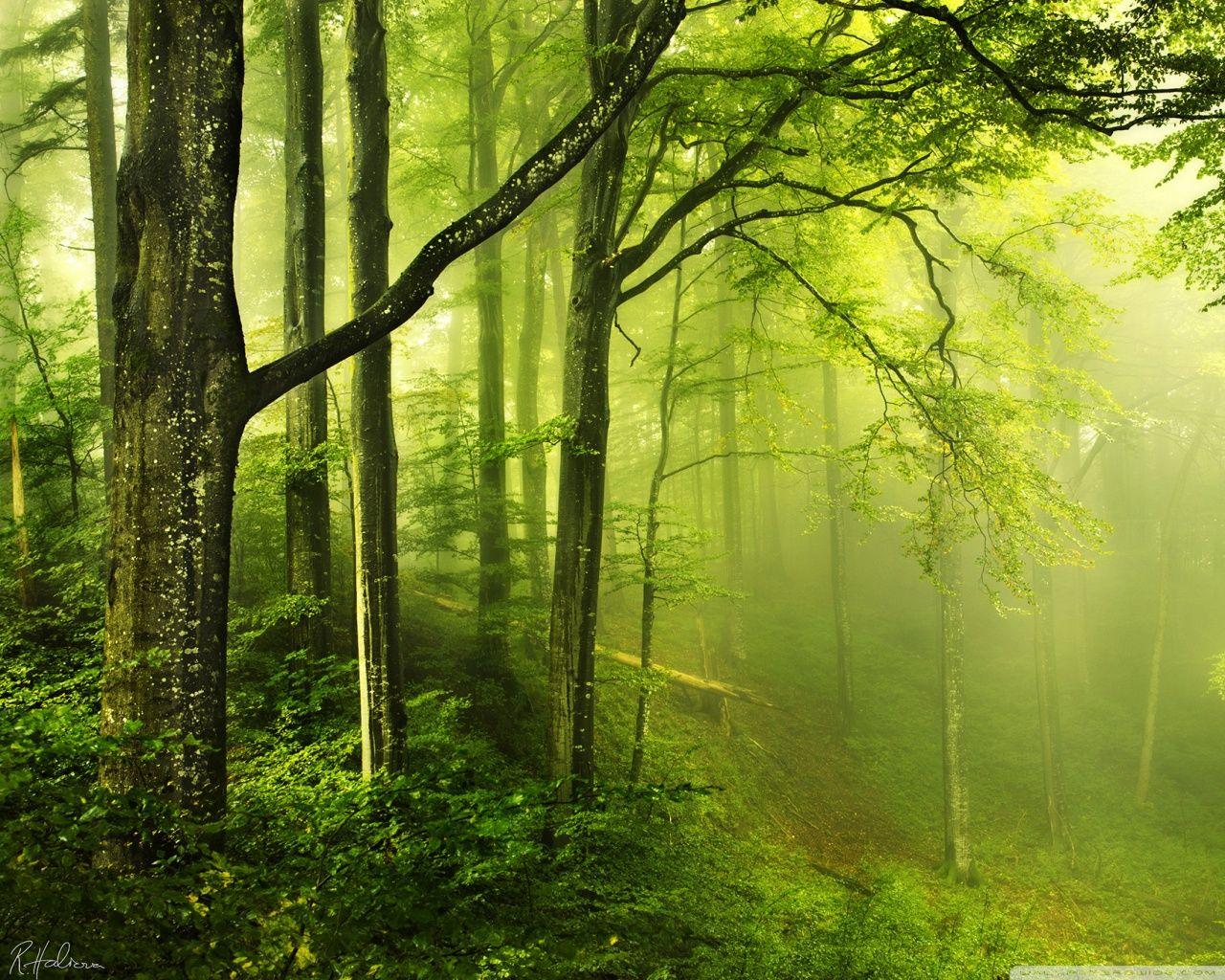 1280x1024 Beautiful Green Forest Ultra HD Desktop Background Wallpaper