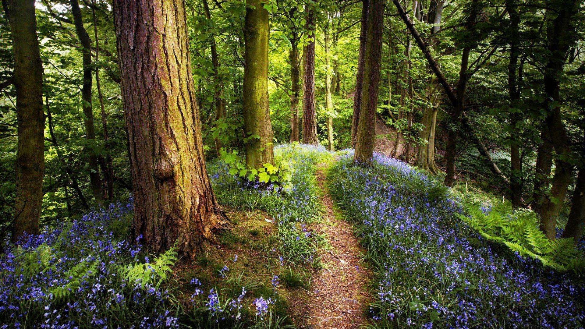 1920x1080 Spring Forest wallpaperx1080