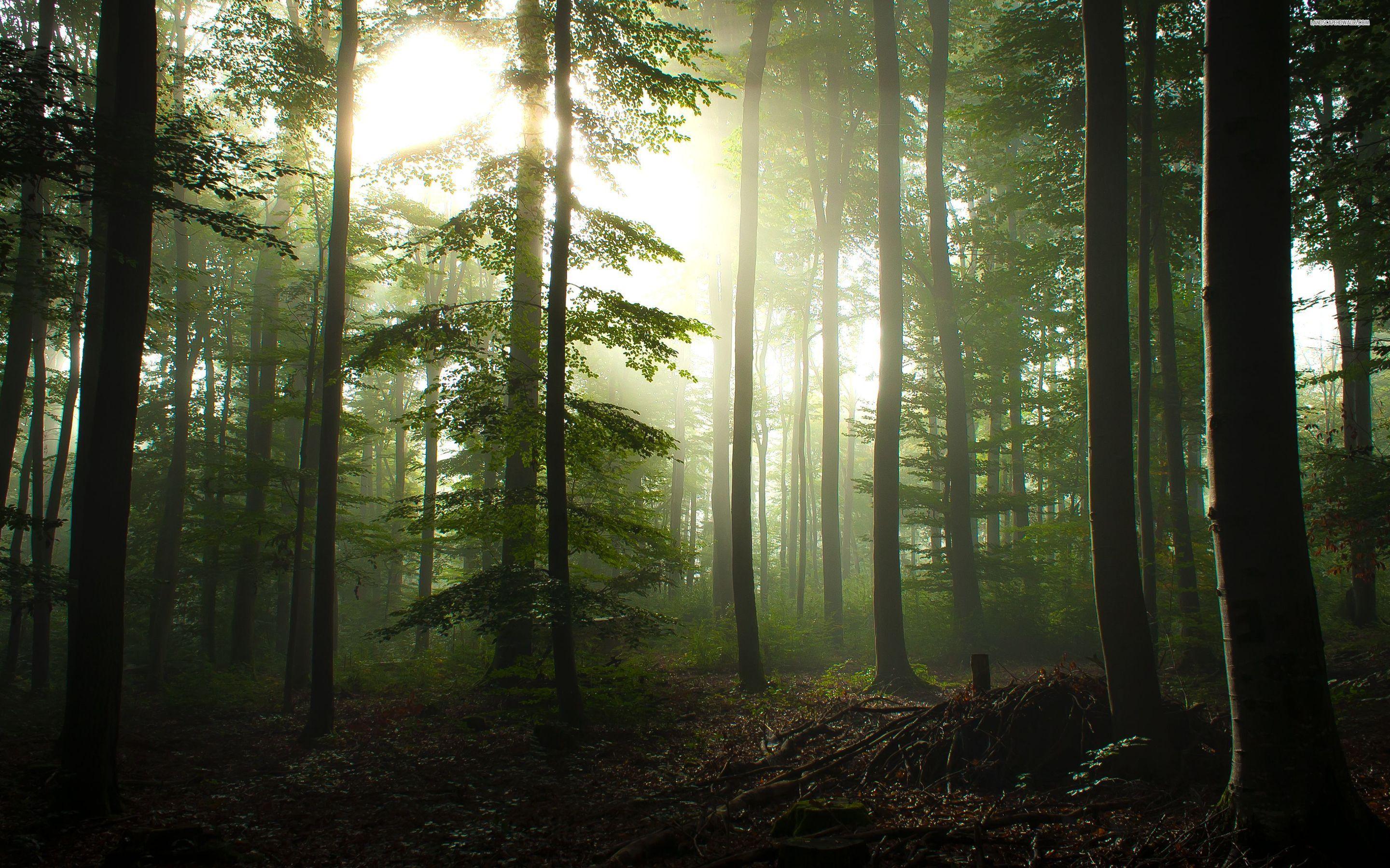 2880x1800 Forest Wallpaper