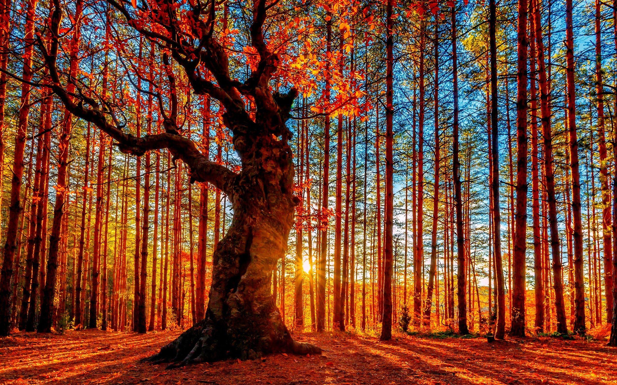 2560x1600 Autumn Forest Wallpaper for Desktop