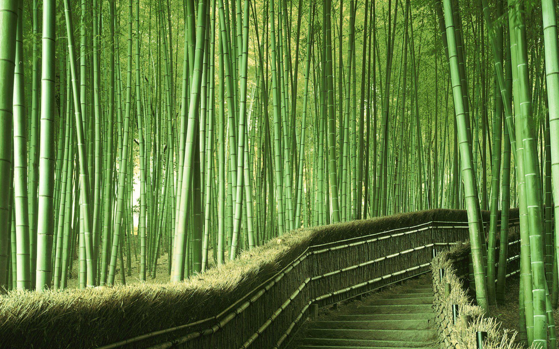 Bamboo Forest Hd Wallpapers Top Free Bamboo Forest Hd Backgrounds Wallpaperaccess