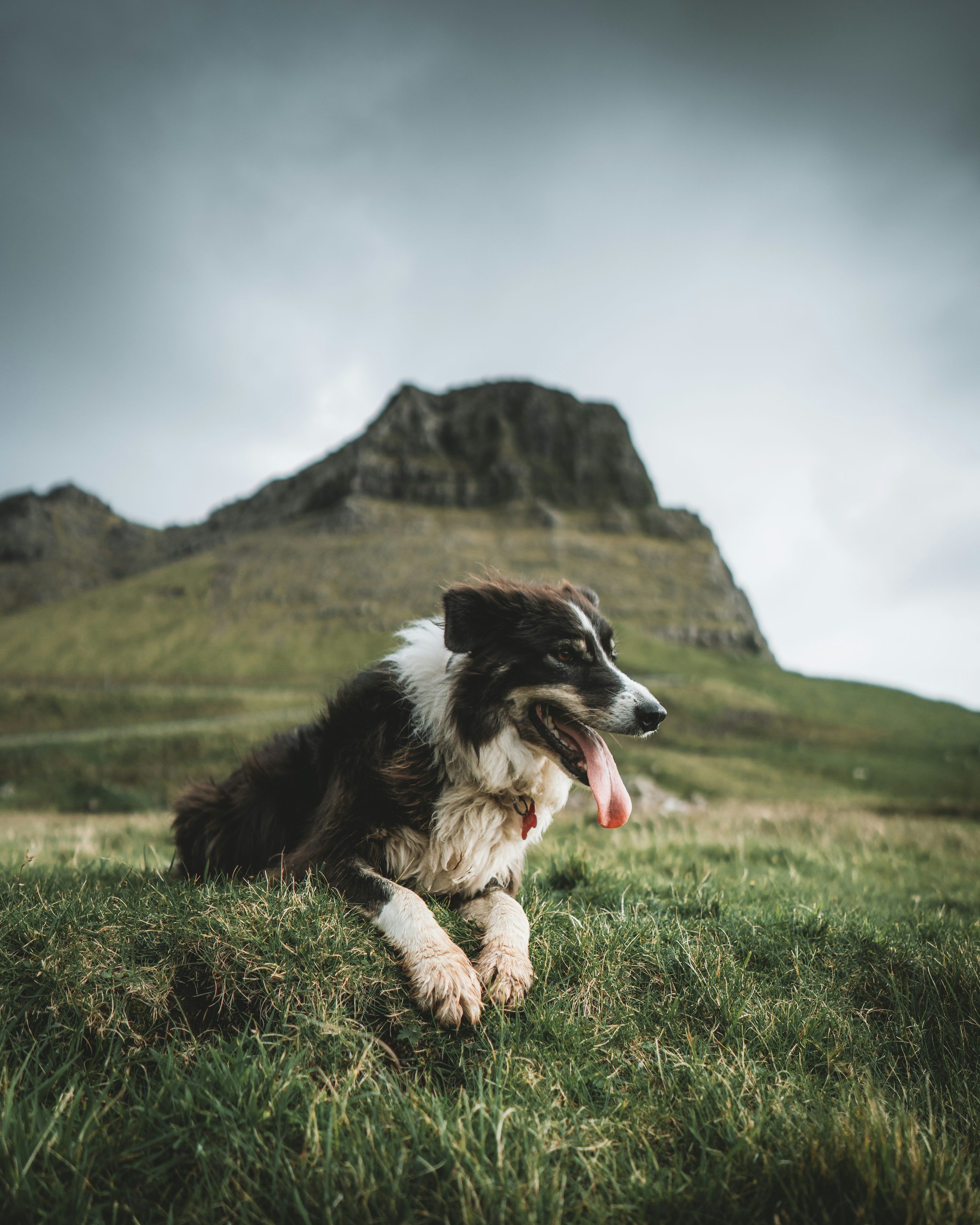 3000x3750 Sheep Dog Picture. Download Free Image