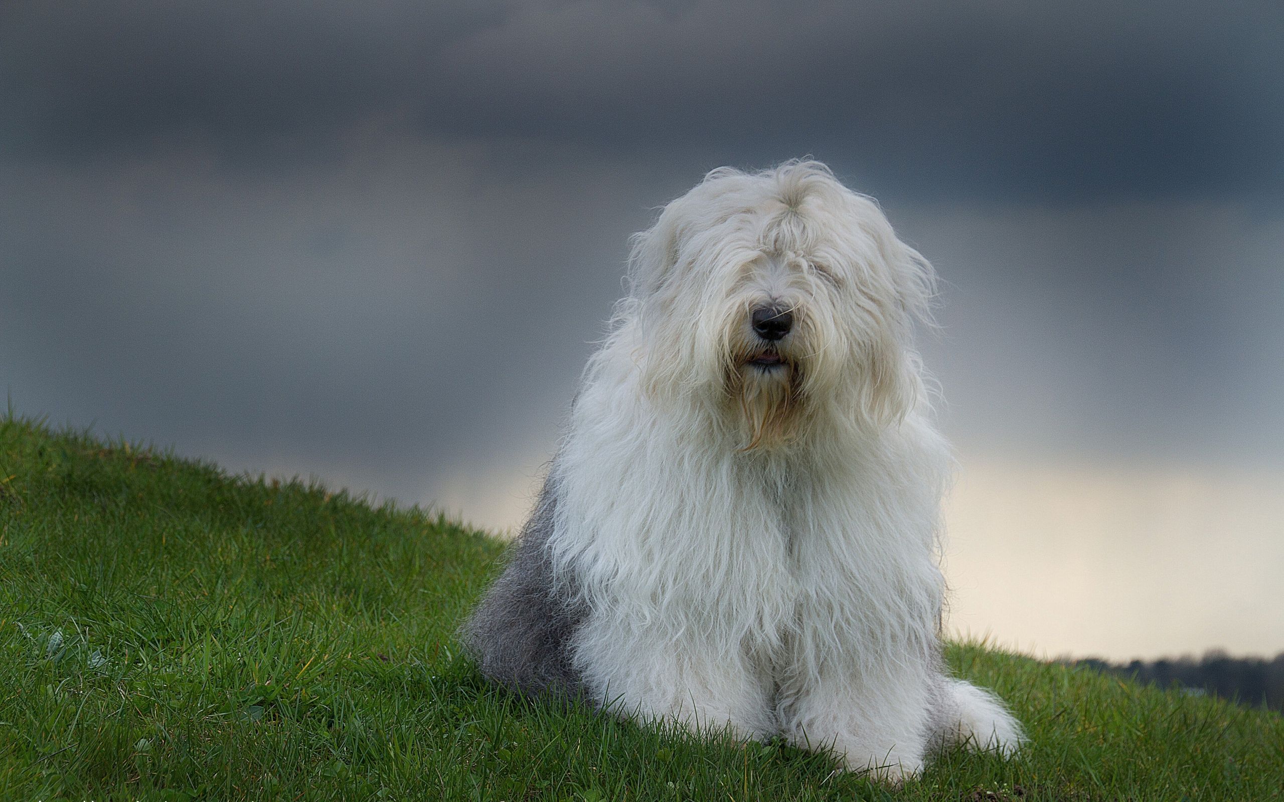 2560x1600 Majestic Old English Sheepdog Relaxing on Green Grass Animal Wallpaperx1600