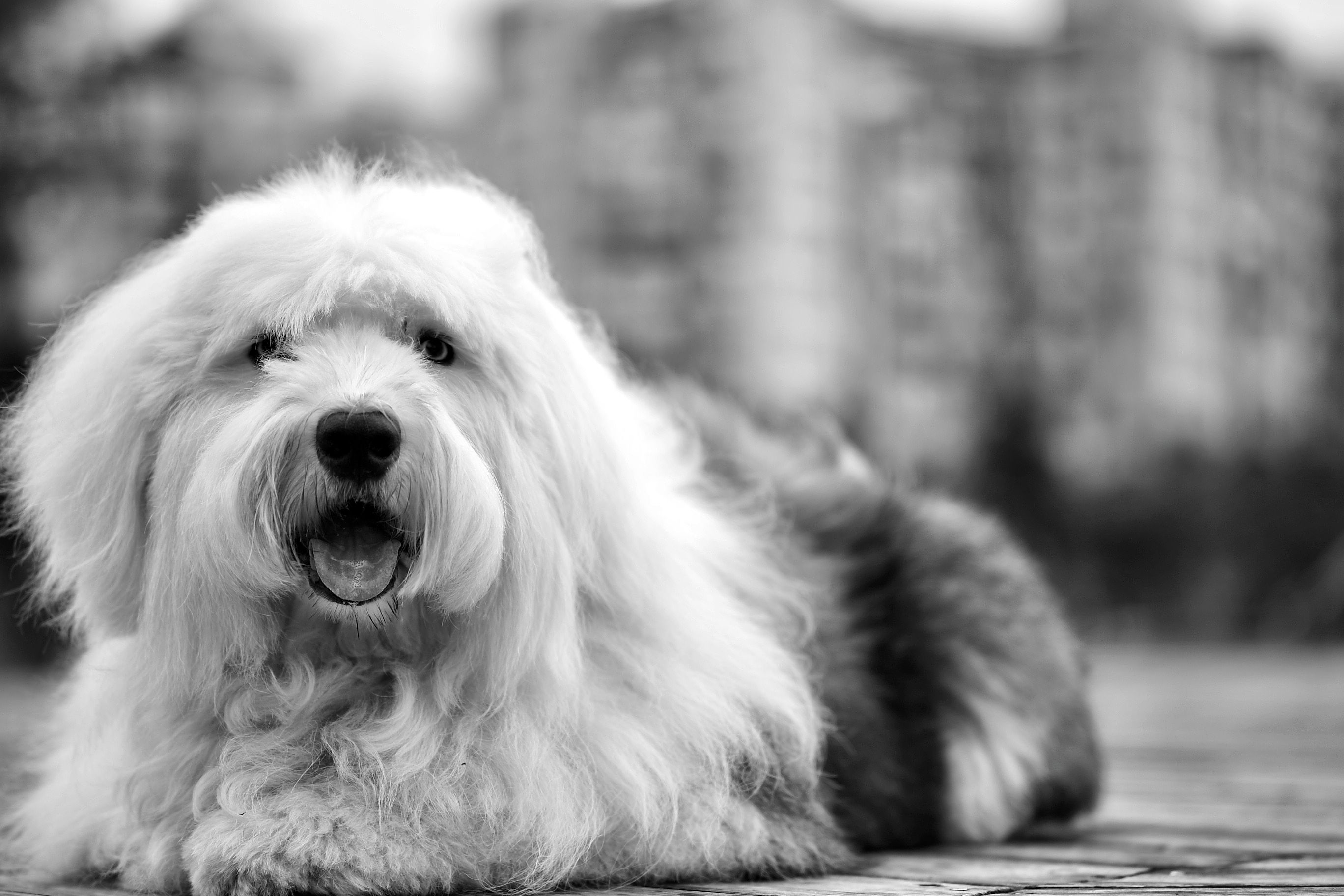 2736x1824 Old English Sheepdog Photo, Download The BEST Free Old English Sheepdog & HD Image