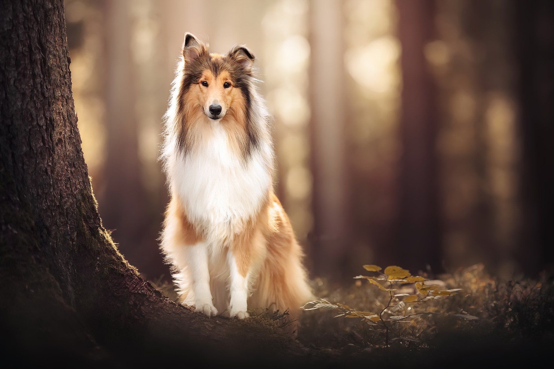 1920x1280 Download Dog Animal Shetland Sheepdog HD Wallpaperx1365