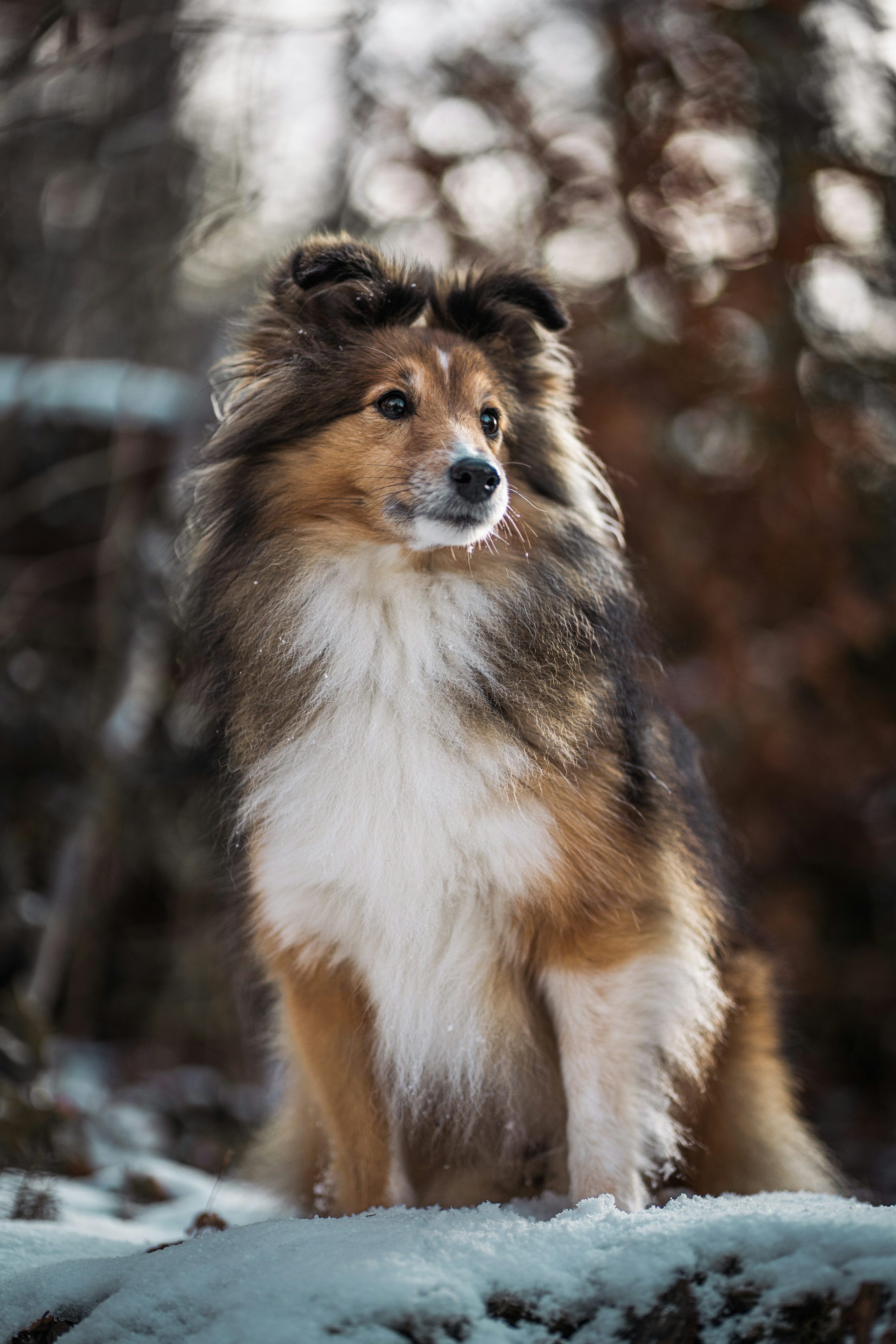3000x4500 Sheep Dog Picture. Download Free Image