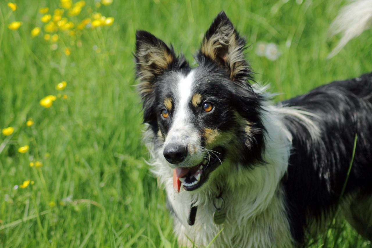 1280x853 Sheepdog Cumberland Collie Cumberland Sheepdog Wallpaper