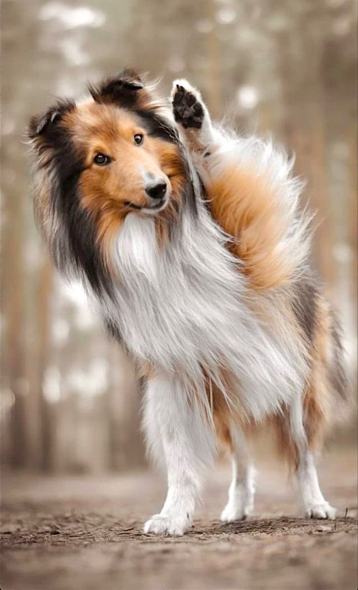 729x1200 Shetland Sheepdog