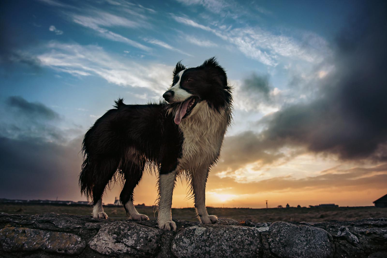 1600x1068 A happy Irish sheepdog