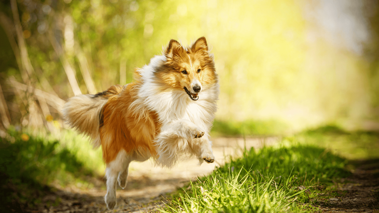 1280x720 New Test Available: Progressive Retinal Atrophy (Shetland Sheepdog type). Veterinary Genetics Laboratory
