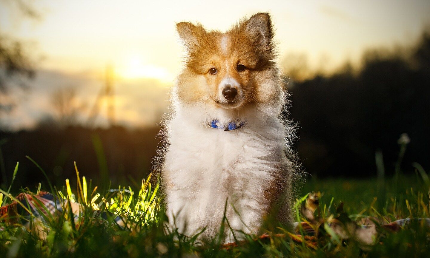 1440x865 Shetland Sheepdog Breed: Characteristics, Care & Photo