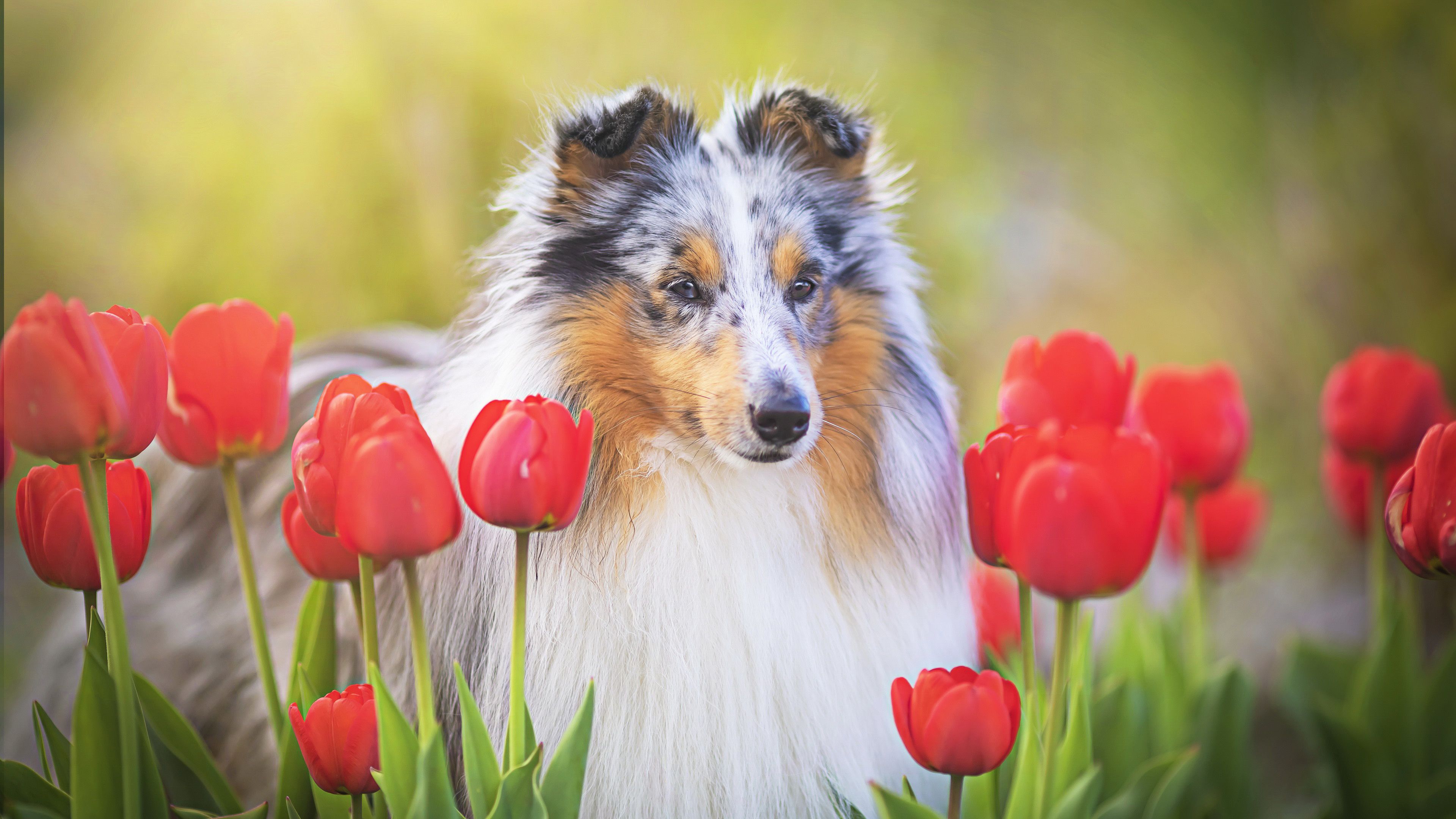 3840x2160 Shetland Sheepdog Standing Near Red Tulips Flowers 4K HD Dog Wallpaper