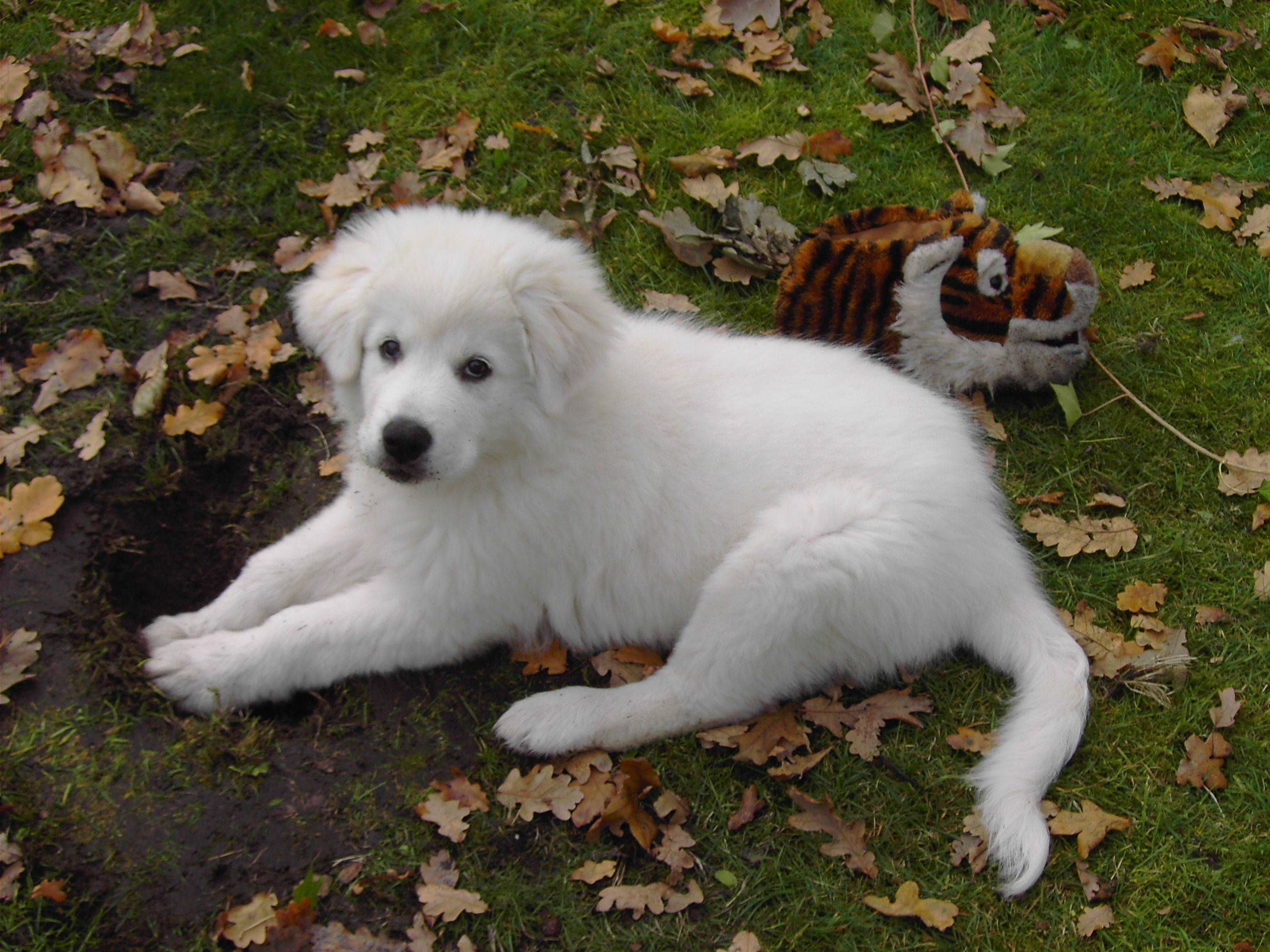 2816x2112 Maremma Sheepdog puppy photo and wallpaper. Beautiful Maremma Sheepdog puppy picture