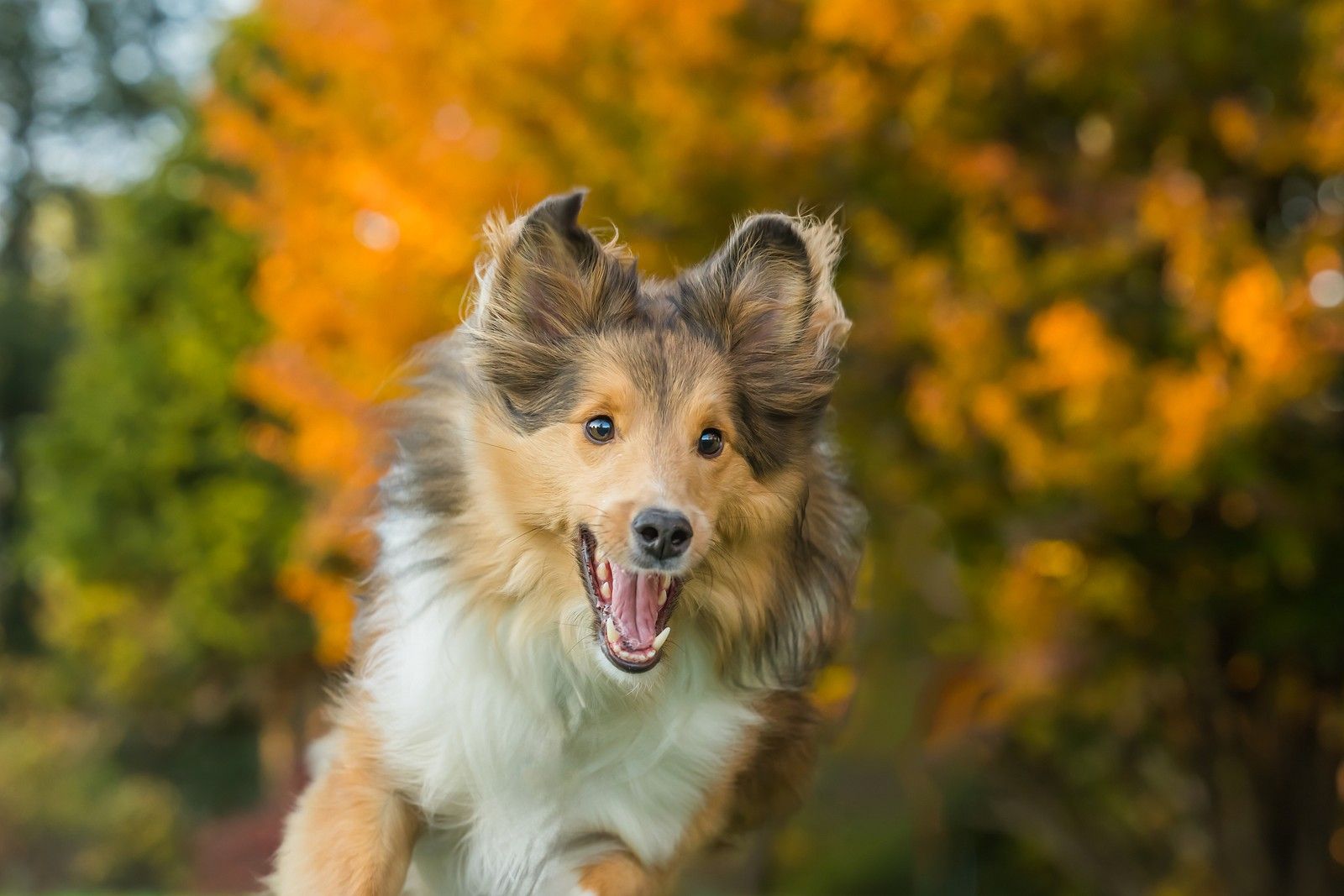 1600x1067 Shetland Sheepdog Joyfully Running in Autumn Park Eyes Photo